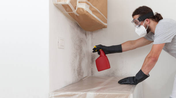 Professional Mold Testing technician working in Belmont, MA