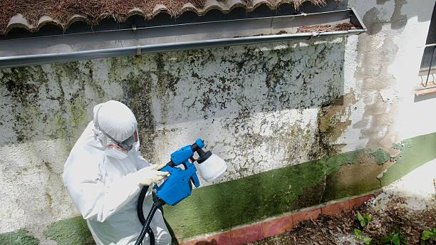 Trusted Basement Mold Remediation service in Belmont, MA - Cheap Mold Removal